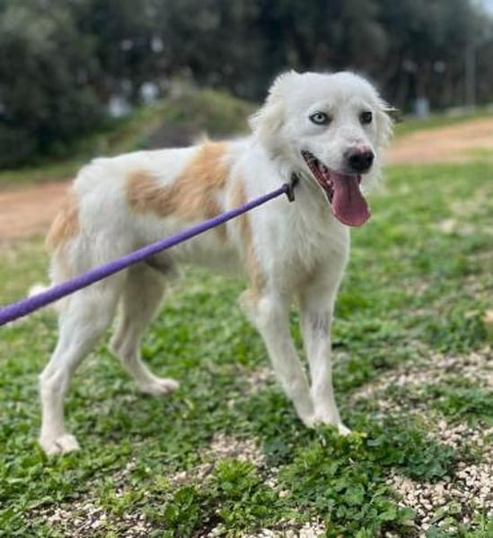 Pepe in der Tierherberge Donzdorf