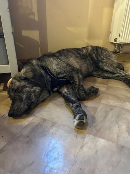 Zuhause gesucht für Sunny