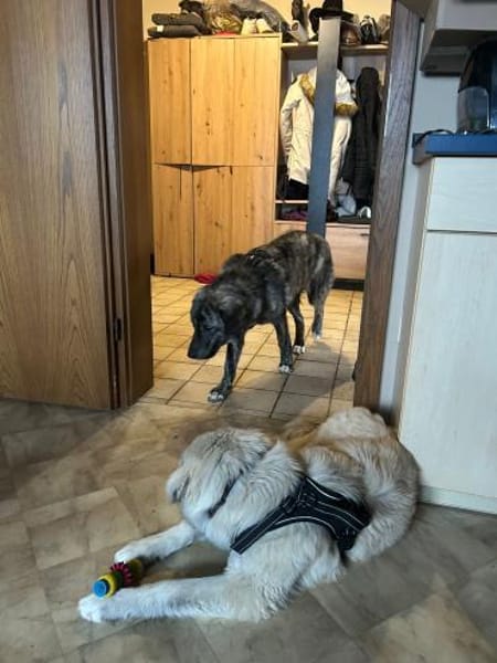 Zuhause gesucht für Sunny