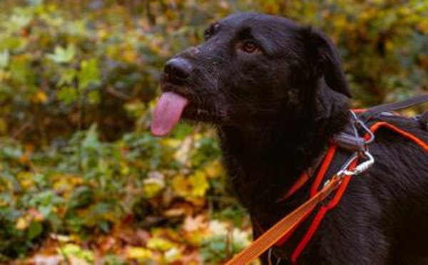 Sonnenschein Franzl sucht sein Körbchen