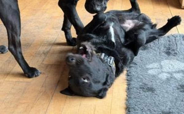 Sonnenschein Franzl sucht sein Körbchen