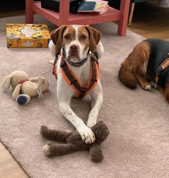 Inka1 sucht ein Zuhause