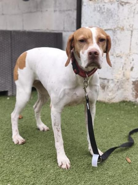 Inka1 sucht ein Zuhause