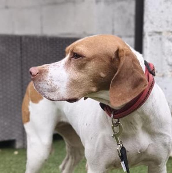 Inka1 sucht ein Zuhause