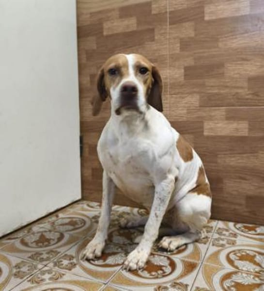 Inka1 sucht ein Zuhause