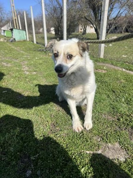 ❤🐾 CORA, 7 Jahre, 35/38cm