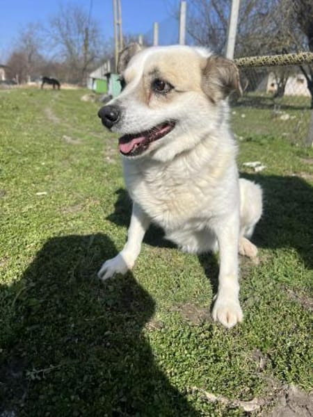 ❤🐾 CORA, 7 Jahre, 35/38cm