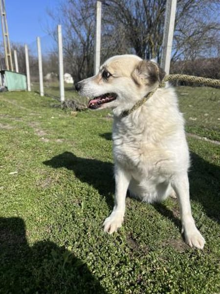 ❤🐾 CORA, 7 Jahre, 35/38cm