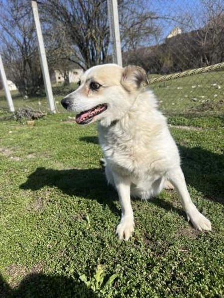 ❤🐾 CORA, 7 Jahre, 35/38cm