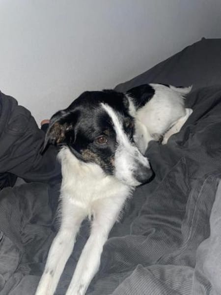 Miel - junge, liebe, süße Hundedame