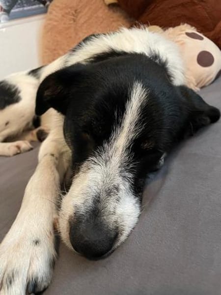 Miel - junge, liebe, süße Hundedame