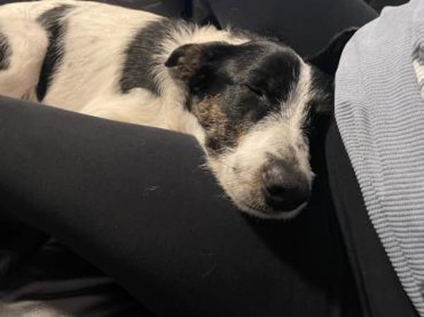 Miel - junge, liebe, süße Hundedame