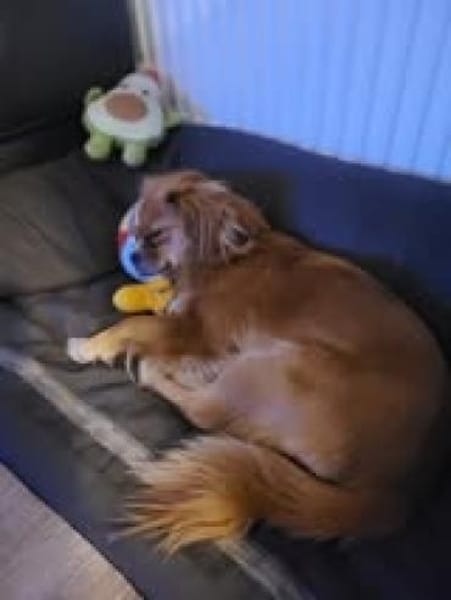 Lilly sucht ihre 2.Chance ❤🐾❤