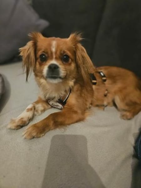 Lilly sucht ihre 2.Chance ❤🐾❤