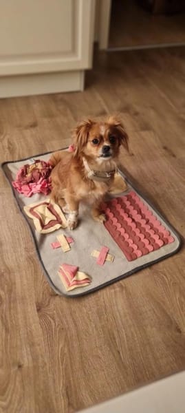 Lilly sucht ihre 2.Chance ❤🐾❤