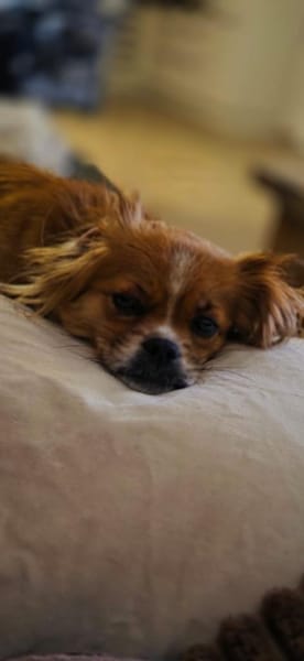 Lilly sucht ihre 2.Chance ❤🐾❤