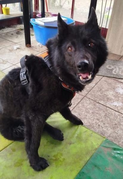 GARIK - Pflegefrauchen ist erkrankt !