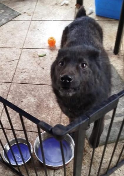 GARIK - Pflegefrauchen ist erkrankt !