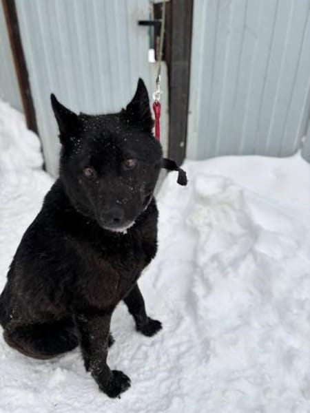 GARIK - Pflegefrauchen ist erkrankt !