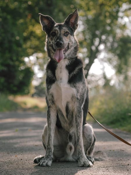 Gelehriger Hermann sucht seine Menschen