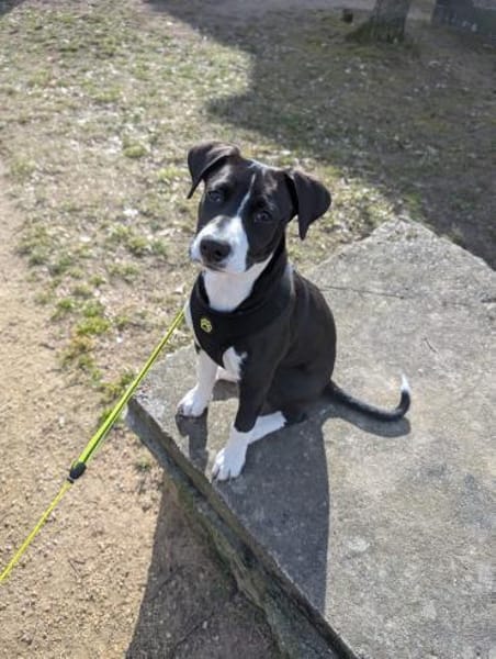 Vermittlungshilfe für KIRA