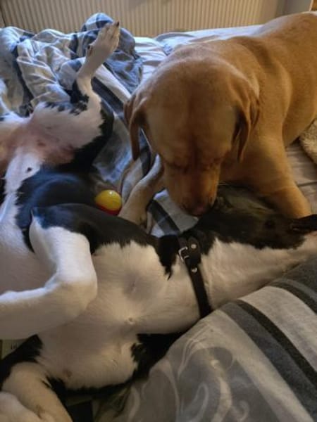 Vermittlungshilfe für KIRA