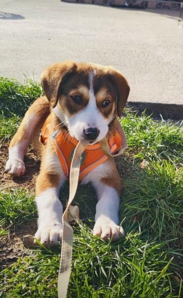 Ellie ein bezauberndes Mädchen