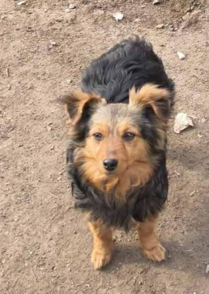 Enzo, 6,5 kg pure Freunde  und liebe