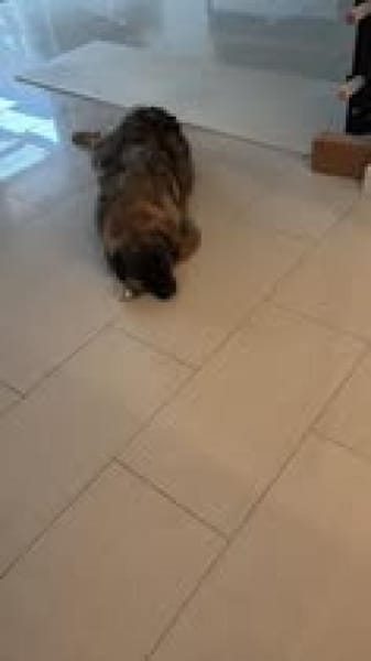 Inara sucht ihre Menschen 🫶❤🫶