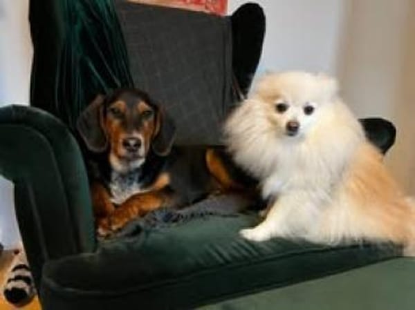 Floyd sucht sein Für-Immer-Zuhause 🐾❤