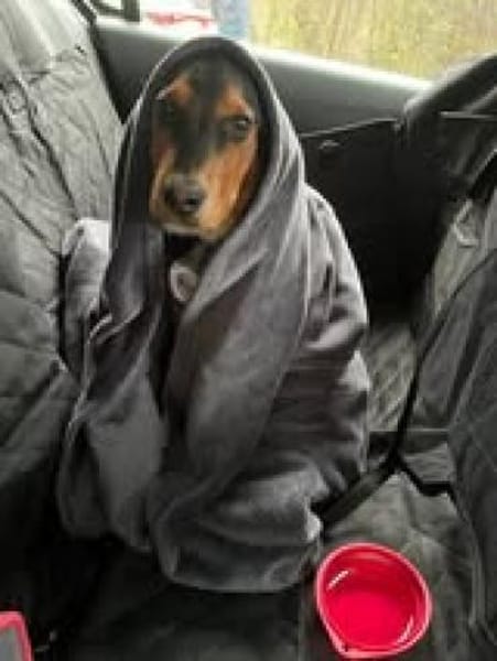 Floyd sucht sein Für-Immer-Zuhause 🐾❤