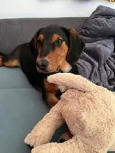 Floyd sucht sein Für-Immer-Zuhause 🐾❤