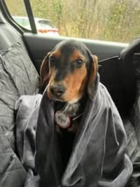 Floyd sucht sein Für-Immer-Zuhause 🐾❤