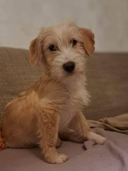 Freddy - liebevoller Terrier-Mix 🍀
