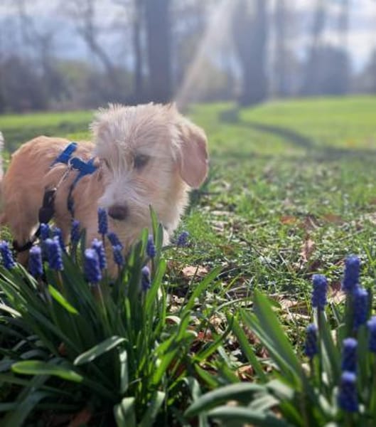 Freddy - liebevoller Terrier-Mix 🍀
