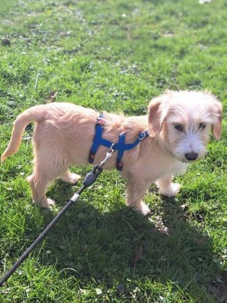 Freddy - liebevoller Terrier-Mix 🍀