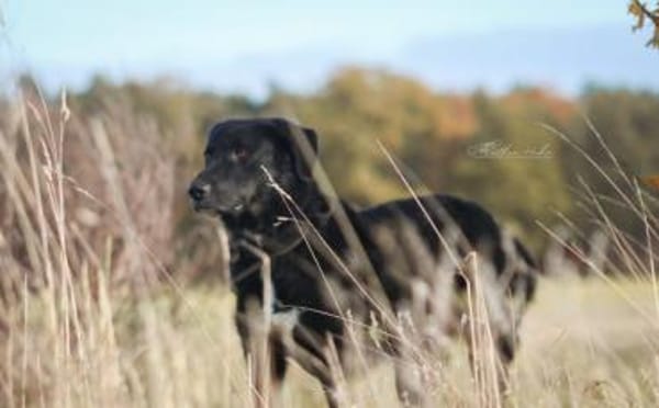 Rabenschwarzer Schmusebär Ono