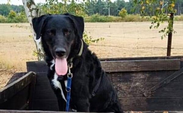 Rabenschwarzer Schmusebär Ono