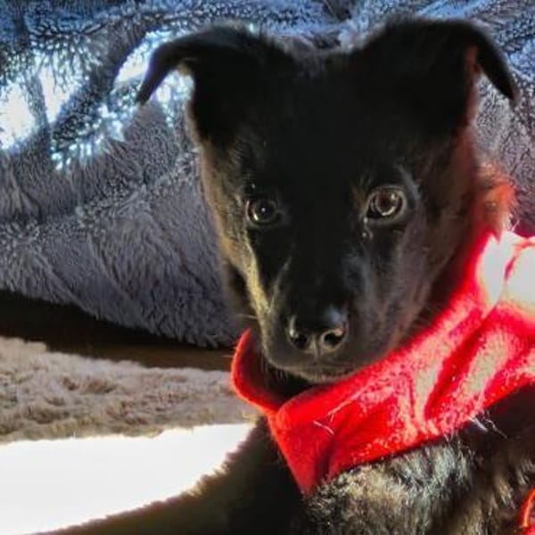 Soley-wartet in 51469 Bergisch Gladbach