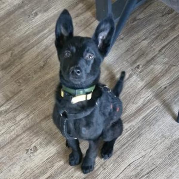 Soley-wartet in 51469 Bergisch Gladbach