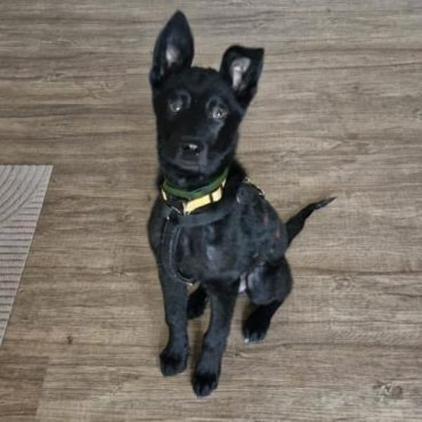 Soley-wartet in 51469 Bergisch Gladbach