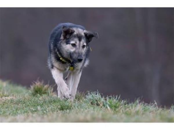 Quenya - wartet in 99610 Sömmerda