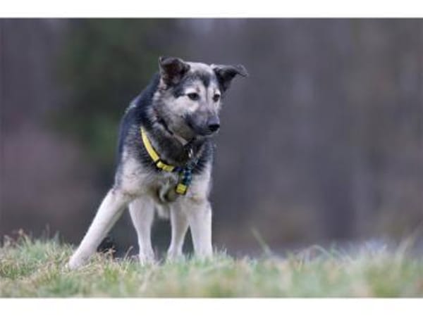 Quenya - wartet in 99610 Sömmerda