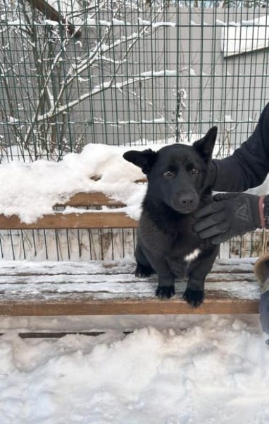 MILLIE - startklar !