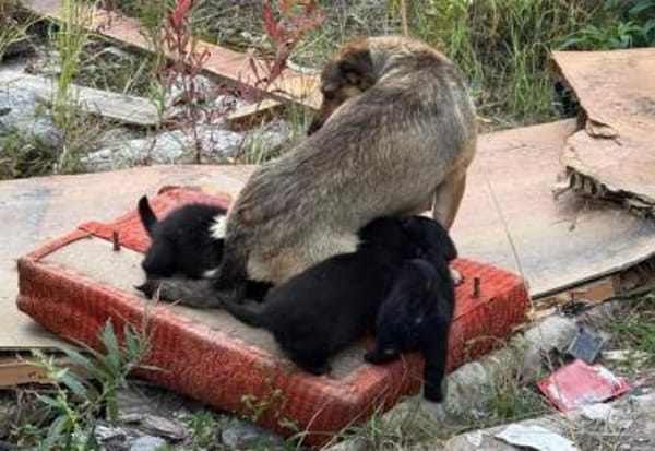 MILLIE - startklar !