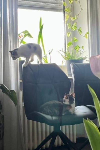 Cleo & Fina 💗 in 67655 Kaiserslautern