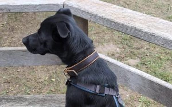 Zuhause gesucht für Leno