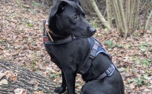 Zuhause gesucht für Leno