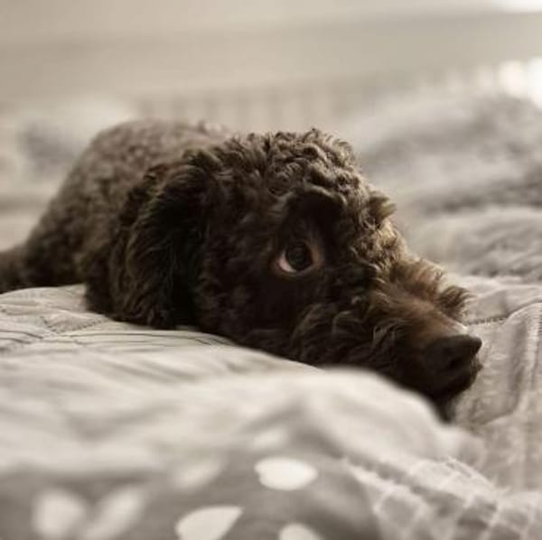 Caillou - ist verspielt&verschmust