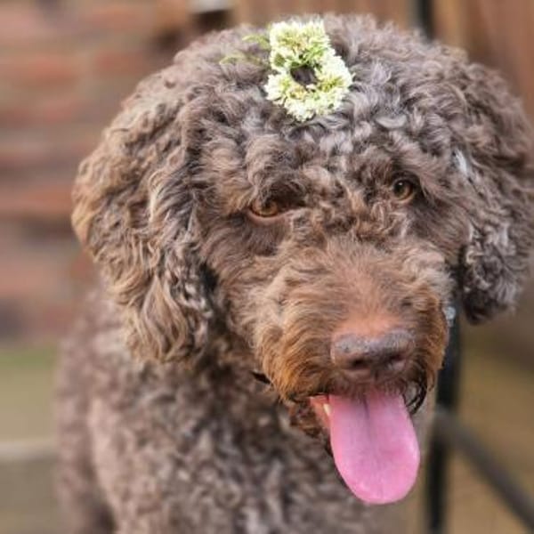 Caillou - ist verspielt&verschmust